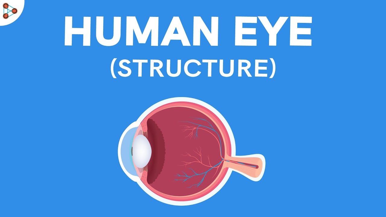 structure-of-the-human-eye-dont-memorise